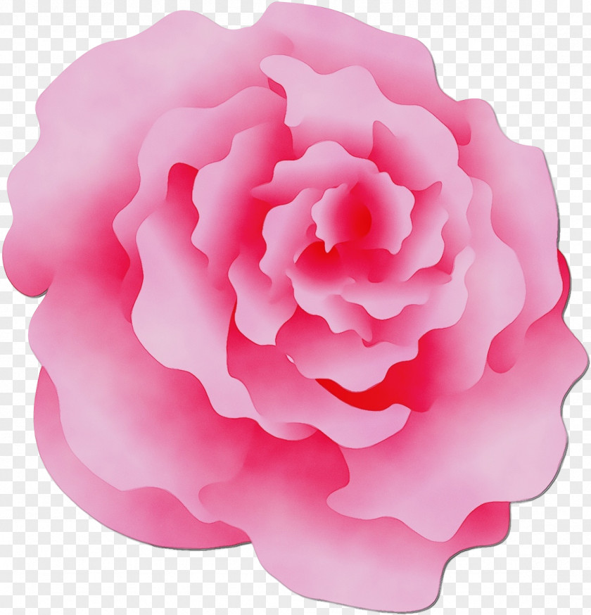Japanese Camellia Garden Roses PNG