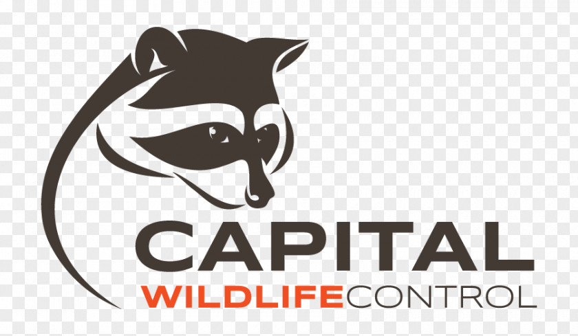 Raccoon Logo Canidae Cat Mammal PNG