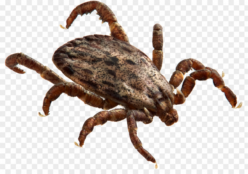 Records Vector American Dog Tick Rickettsia Rickettsii Rocky Mountain Spotted Fever Tick-borne Disease PNG