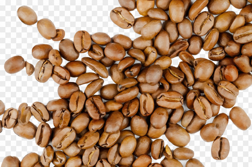 Superfood Java Coffee Plant Food Ingredient Seed PNG