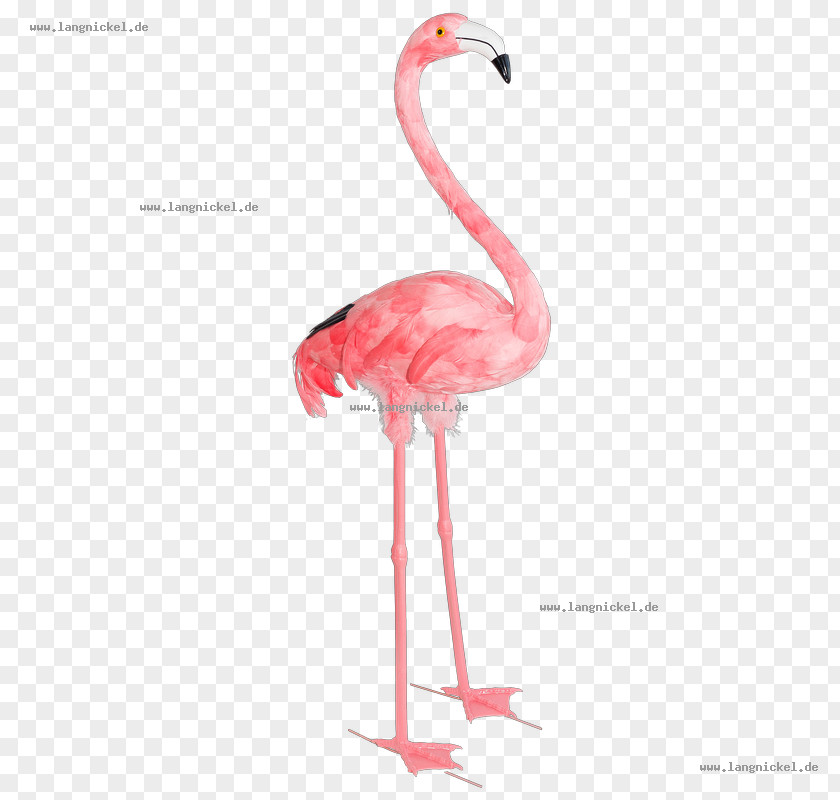 Flamingos Water Bird Plastic Flamingo Greater Animal PNG