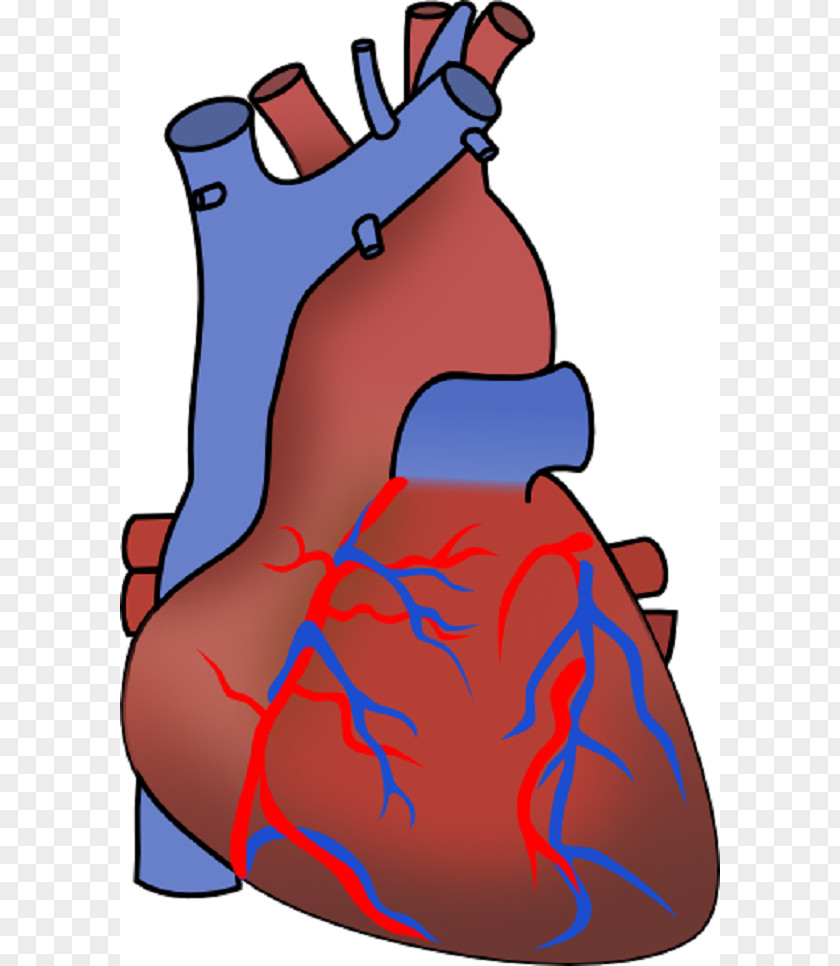 Heart Diagram Unlabeled Myocardial Infarction Failure Cardiovascular Disease Clip Art PNG