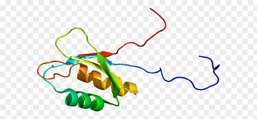 IGF2BP3 Protein Gene Insulin-like Growth Factor KH Domain PNG