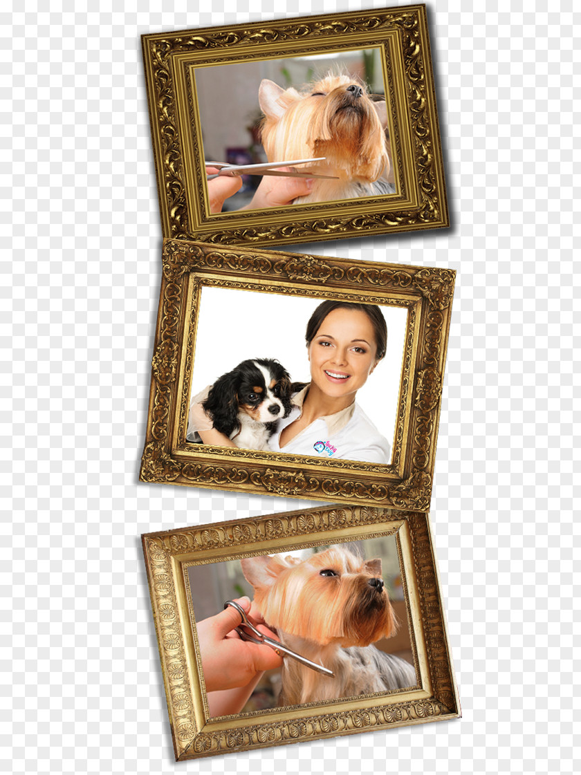 Lucky Dog Breed Zénaïde Embroidery Collage PNG