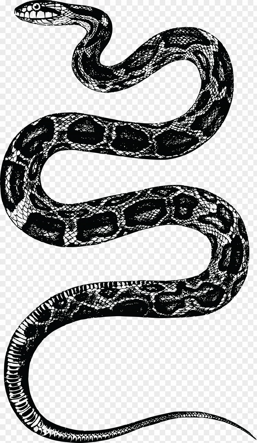 Snake Corn Rattlesnake Clip Art PNG