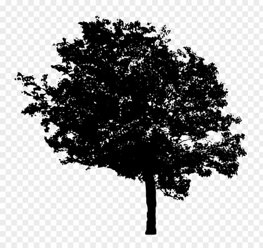 Tree Desktop Wallpaper Clip Art PNG