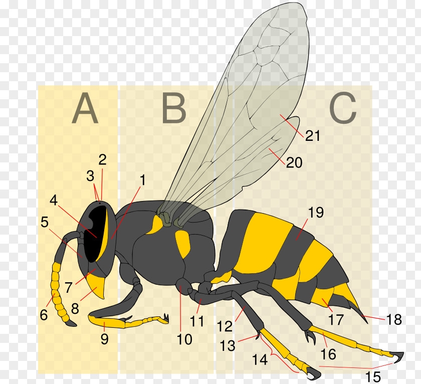 Bee Hornet Insect Wasp Yellowjacket PNG