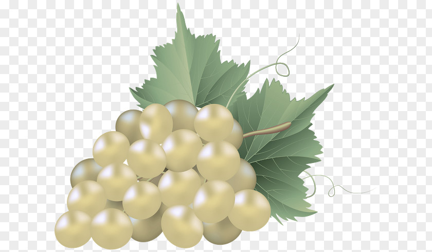 Grape Leaf Grapevine Family Leaves Plant PNG