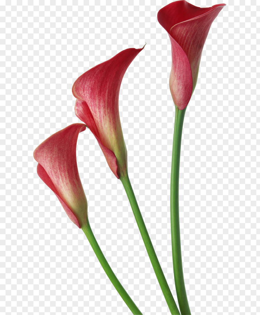 Red Transparent Calla Lilies Flowers Clipart Arum-lily Flower Clip Art PNG