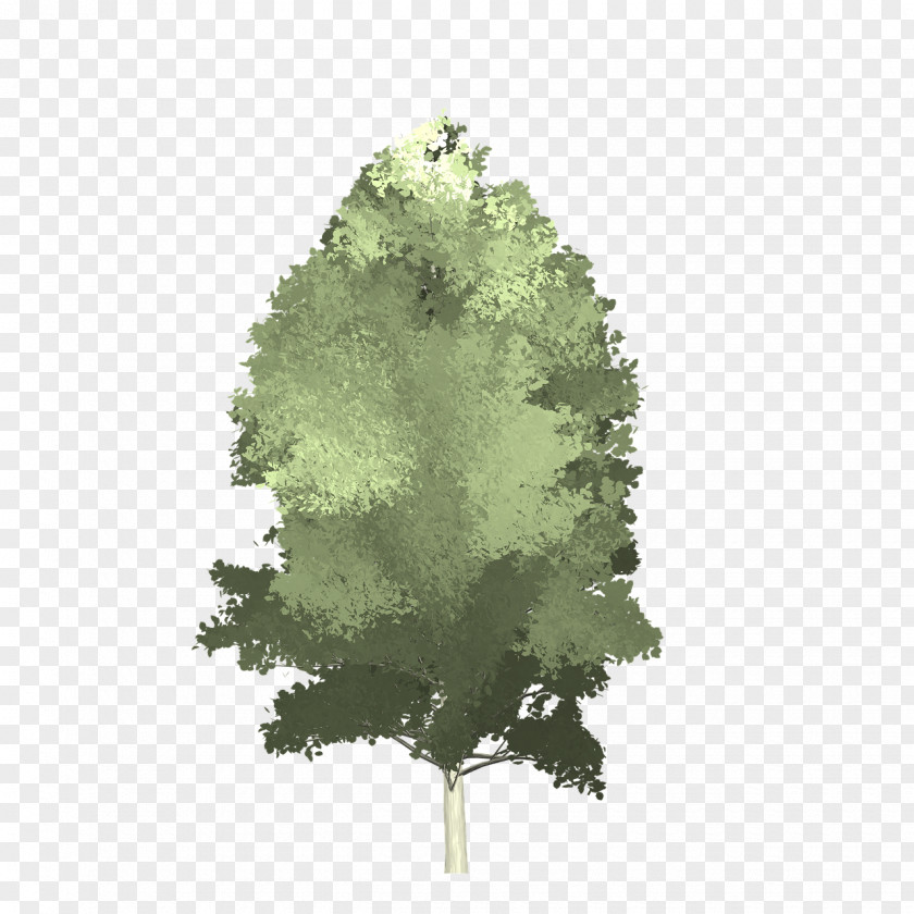 Tree Aspen Image Vector Graphics Trunk PNG