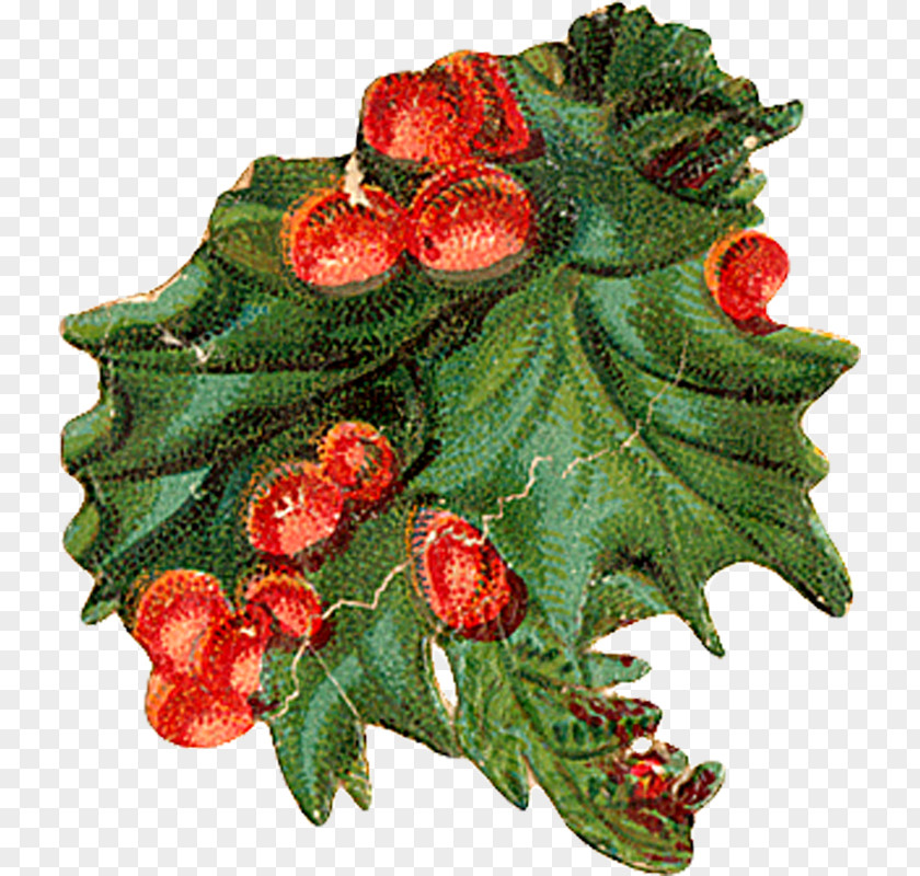 Trisha Holly Aquifoliales Christmas Ornament Natural Foods PNG