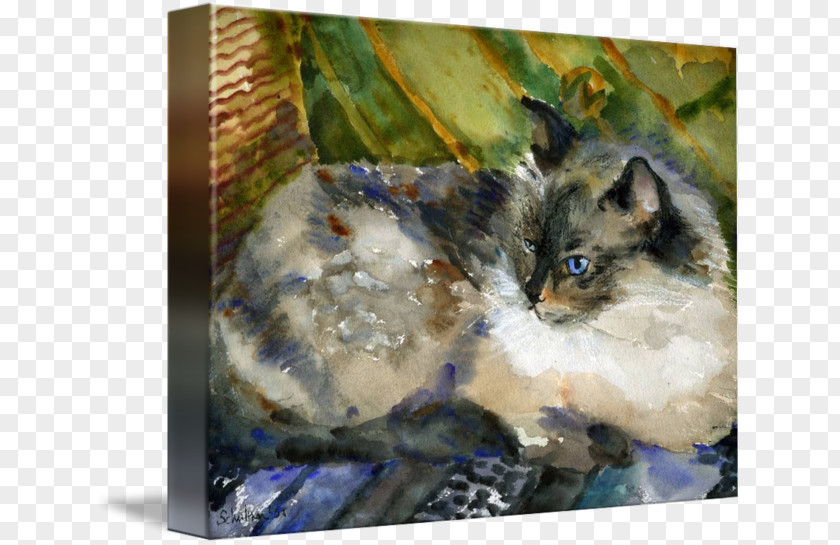 Watercolor Animals Siamese Cat Ragdoll Kitten Felidae Painting PNG