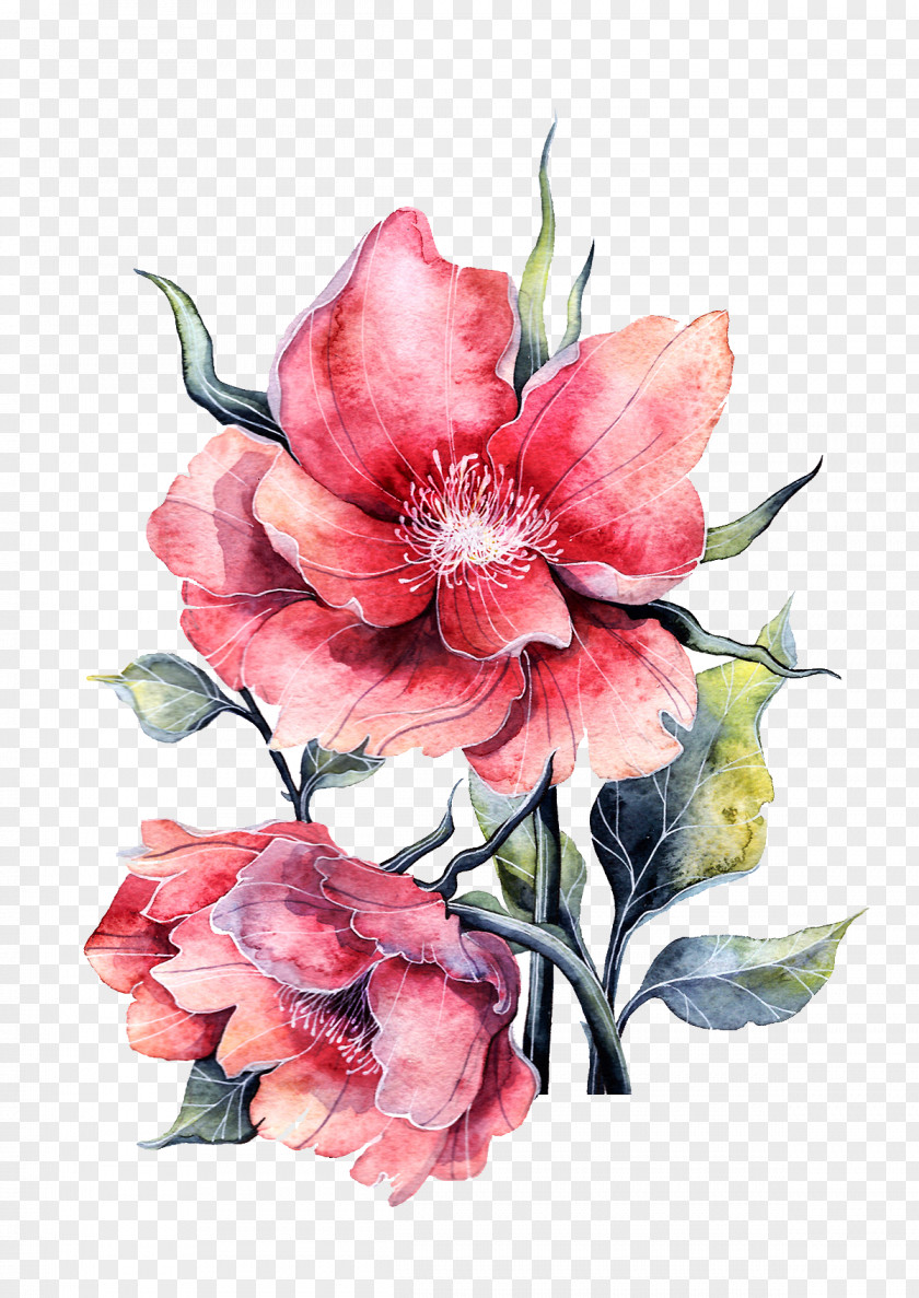 Watercolor Peony In Full Bloom Flower Paper Painting Rose PNG