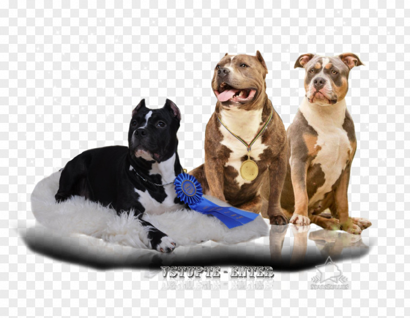 American Bully Dog Breed Puppy United States PNG