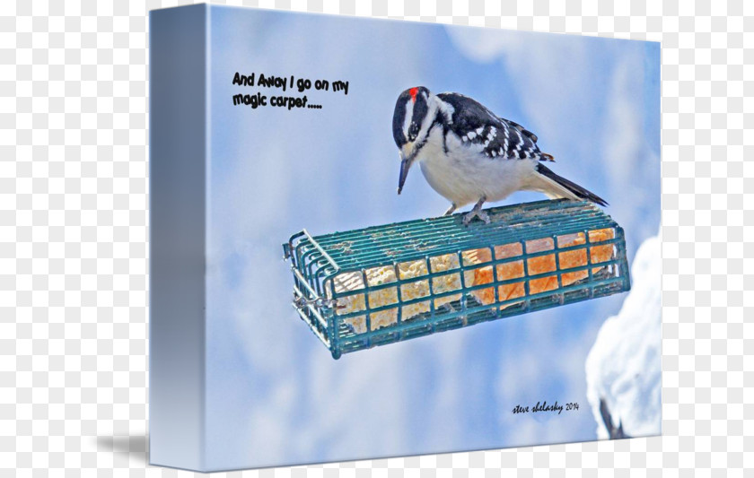 Bird Advertising Flightless Beak PNG