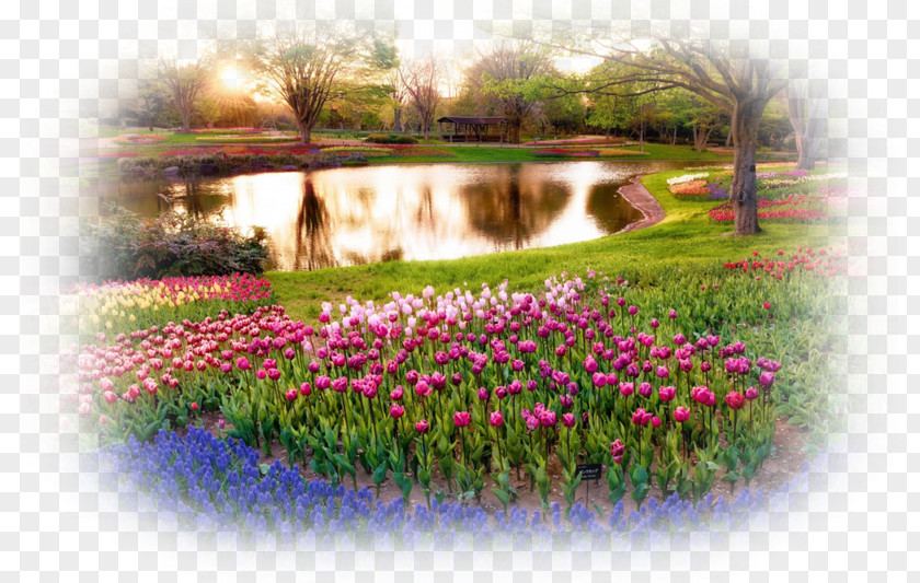 Flower Garden Desktop Wallpaper Rose PNG
