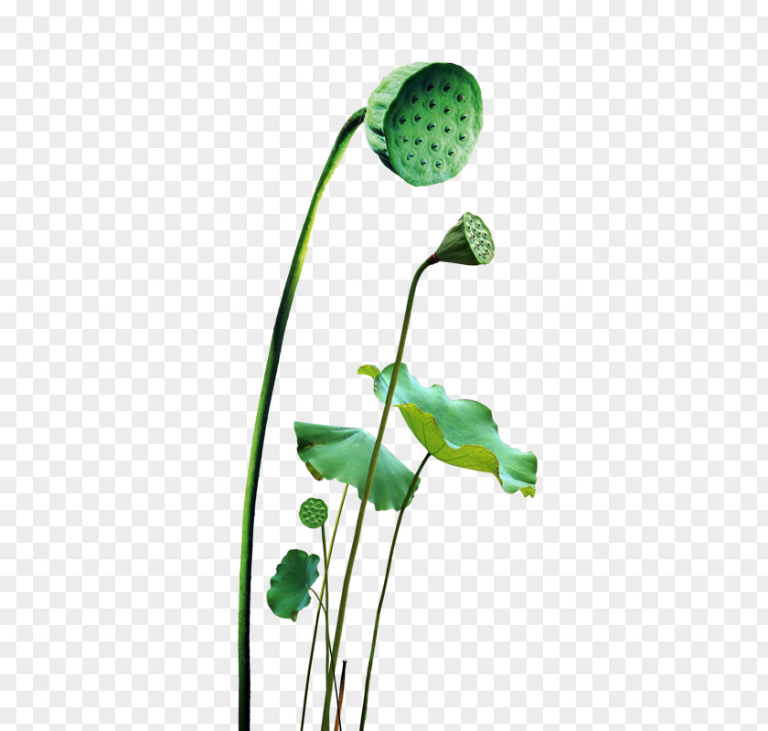 Lotus Nelumbo Nucifera Leaf PNG