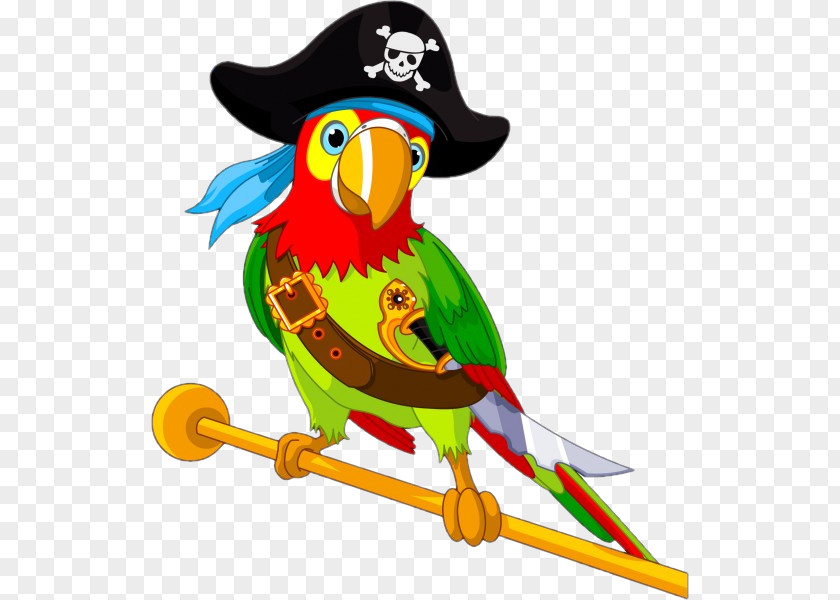 Parrot Pirate Vector Graphics Illustration Clip Art PNG