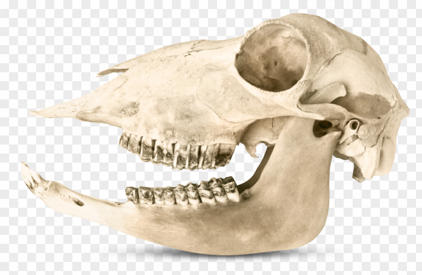 Teeth Herbivore Carnivore Omnivore Human Tooth Eating PNG