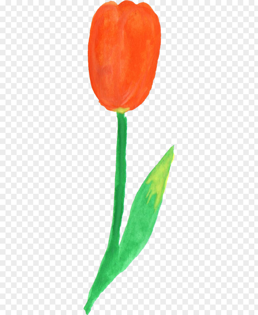 Tulip Watercolor Plant Stem PNG