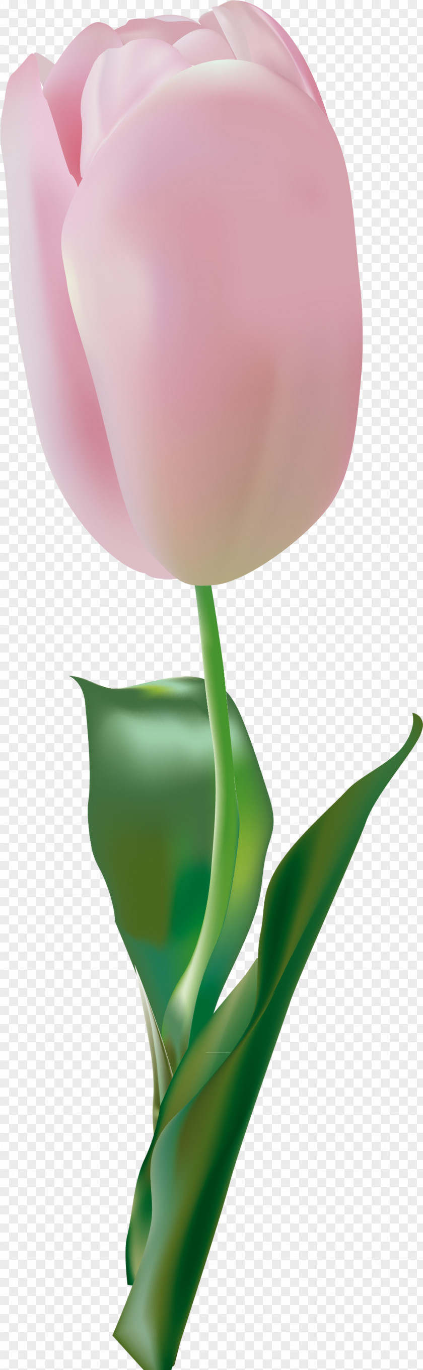 123 Garden Roses Tulip Flower Pink PNG