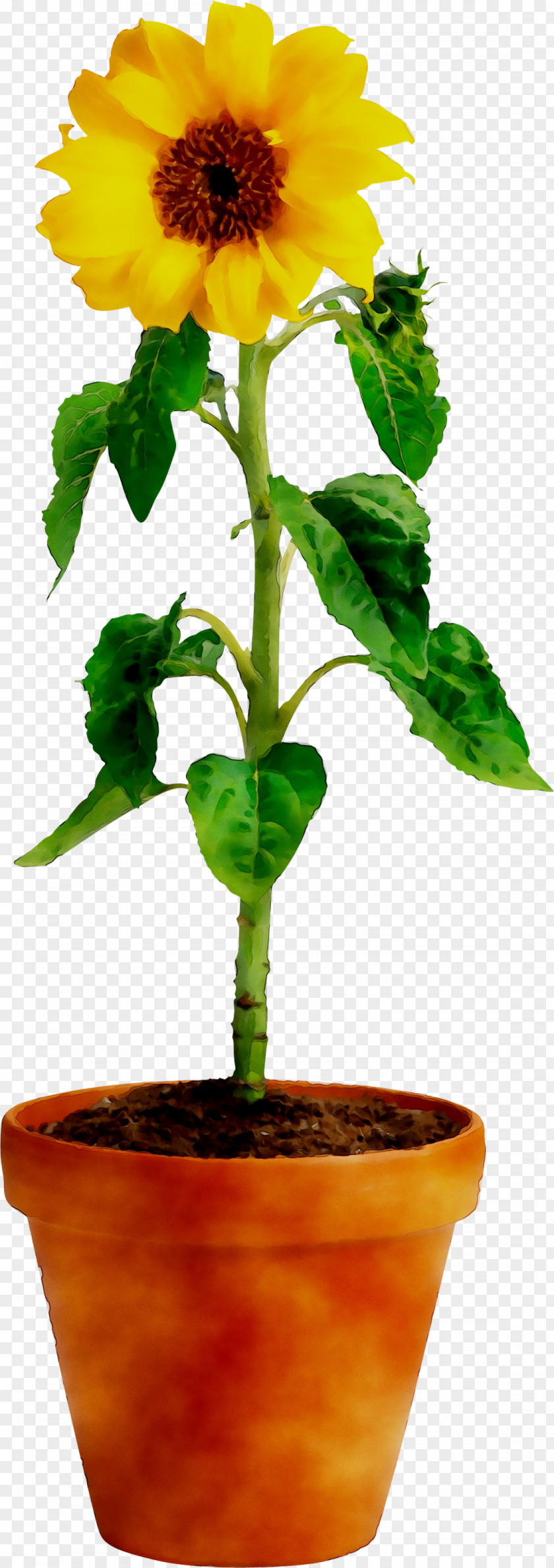 Common Sunflower Seed Plant Stem Plants PNG
