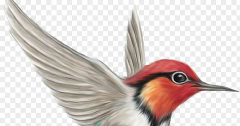 J Cole Bird Clip Art PNG