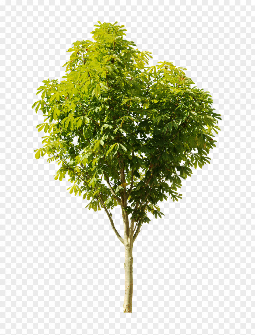 Tree Stock Photography Clip Art PNG