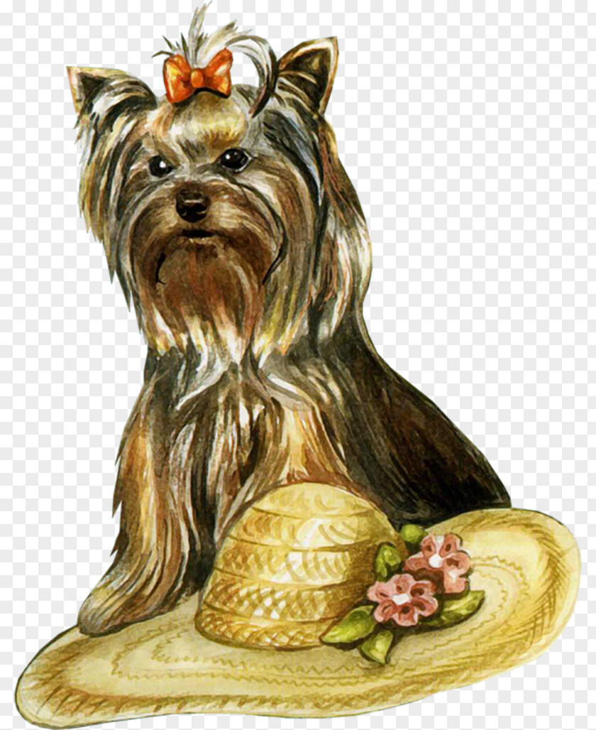 50 Yorkshire Terrier Puppy Drawing Cat Clip Art PNG