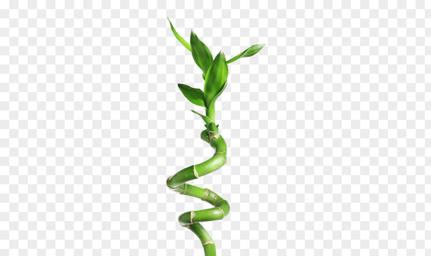 Bamboo Lucky Green Stock Photography PNG