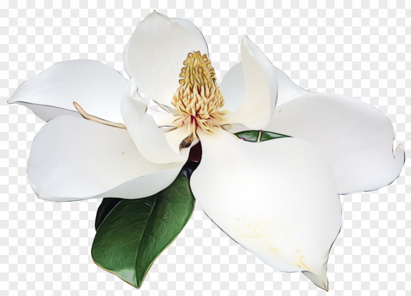 Mock Orange Southern Magnolia Flowering Plant Flower White Petal PNG