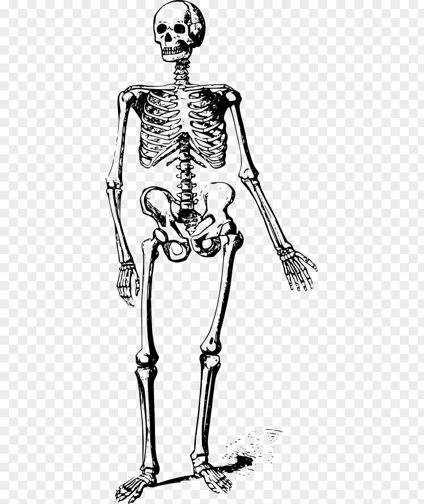 Skeleton Human Skull Bone Clip Art PNG