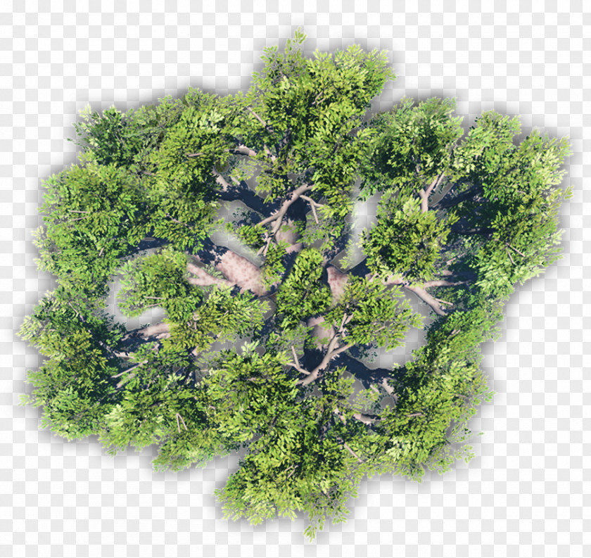 Tree Vegetation Lawn PNG