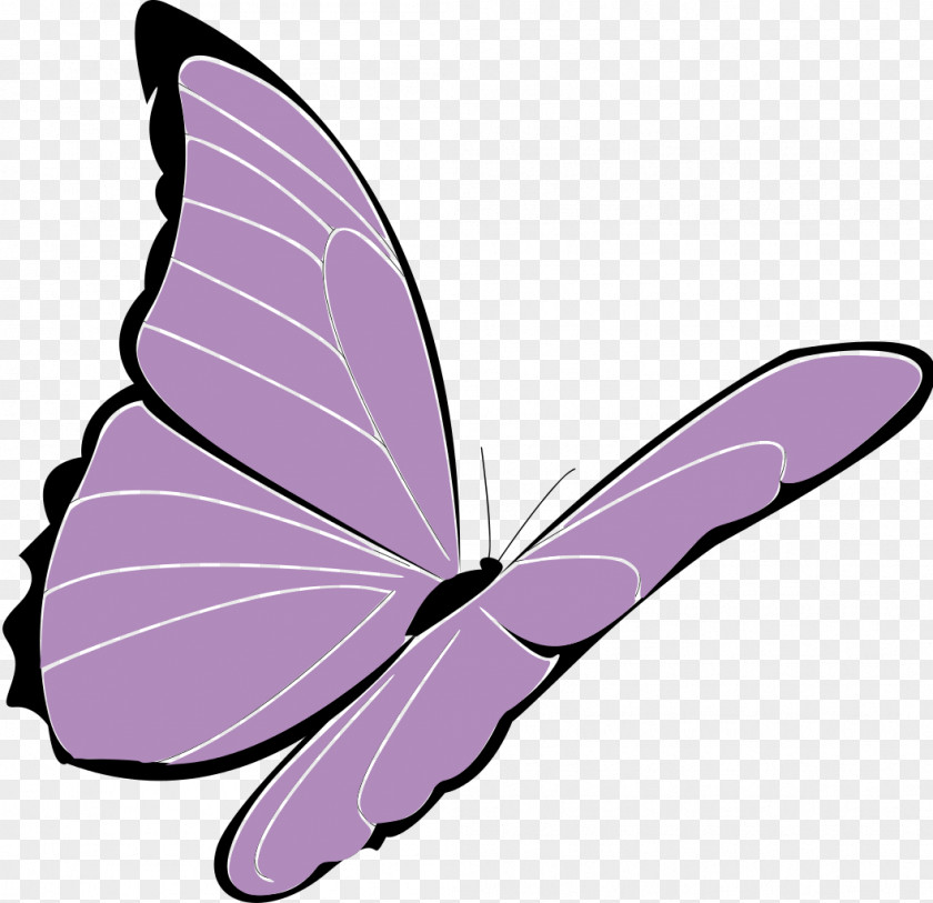 Butterfly Clip Art PNG