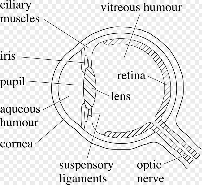 Eye Human Diagram Drawing PNG