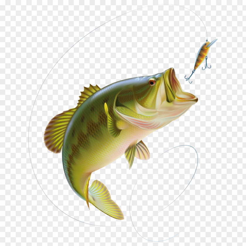 Fishing Largemouth Bass Smallmouth Vector Graphics PNG