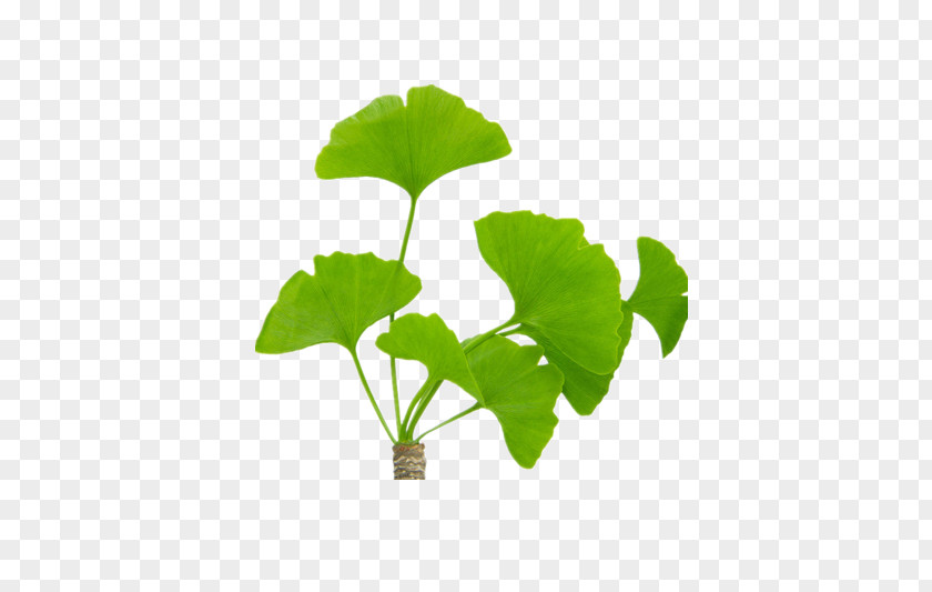 Ginkgo Biloba PNG biloba clipart PNG