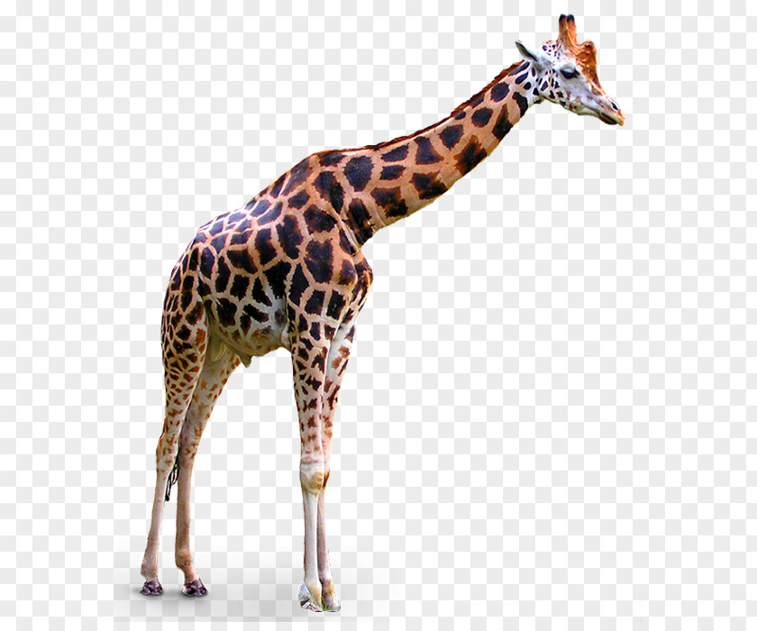 Giraffes Giraffe Clip Art PNG