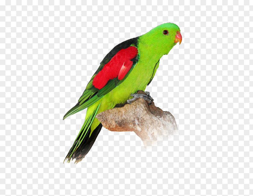 Parrot Turquoise Lovebird Budgerigar PNG