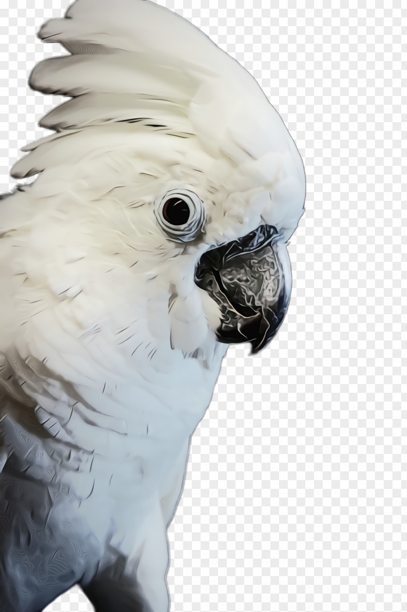Budgie Sulphurcrested Cockatoo Bird Parrot Beak Parakeet PNG