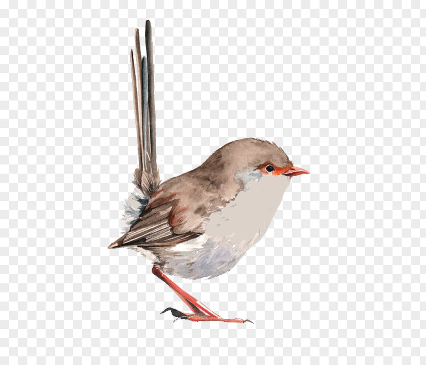 Cartoon Small Sparrow Wren Bird Watercolor Painting Drawing PNG