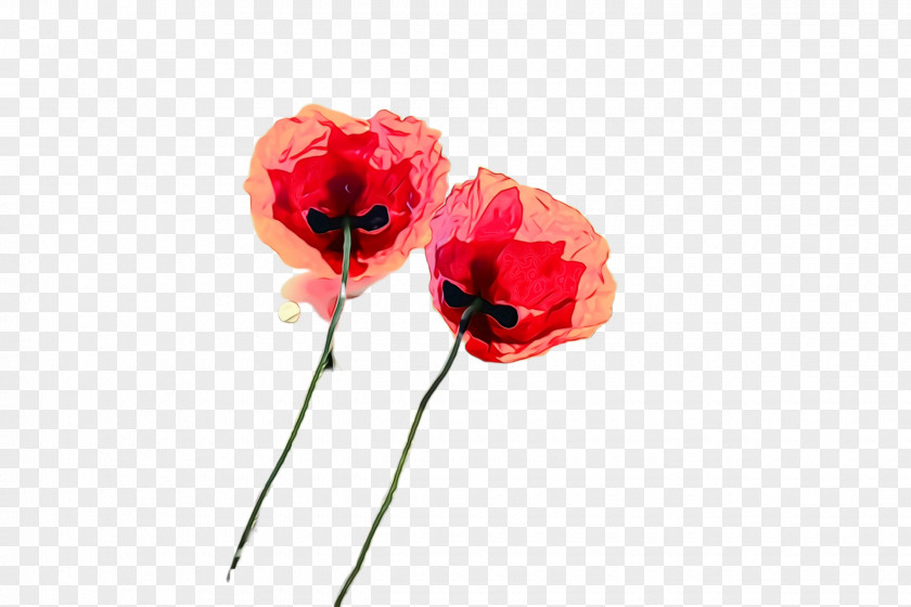 Oriental Poppy Family Flower Red Coquelicot Petal Plant PNG