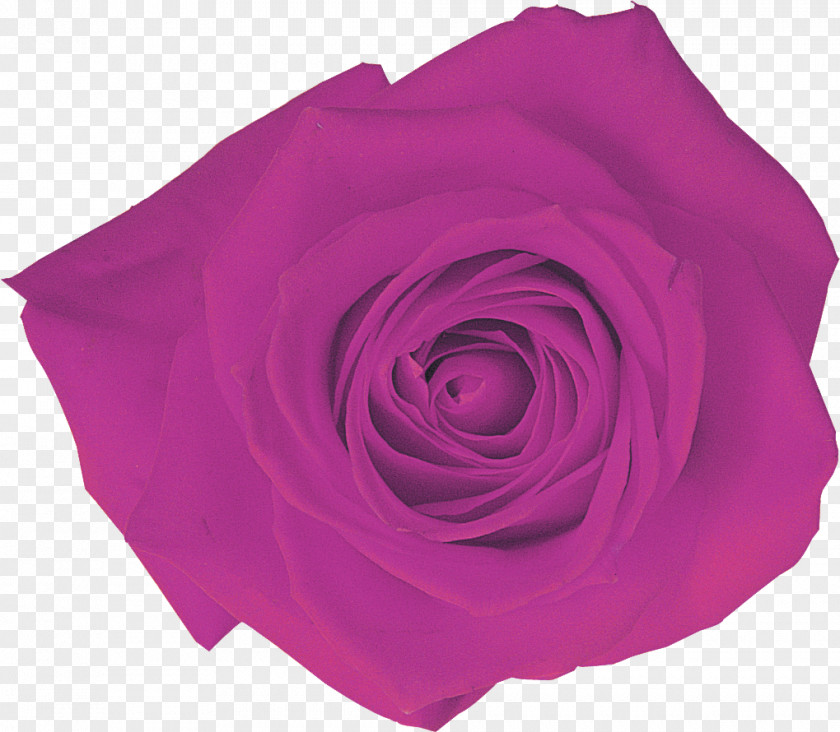 Rose Garden Roses Pink M Cut Flowers PNG