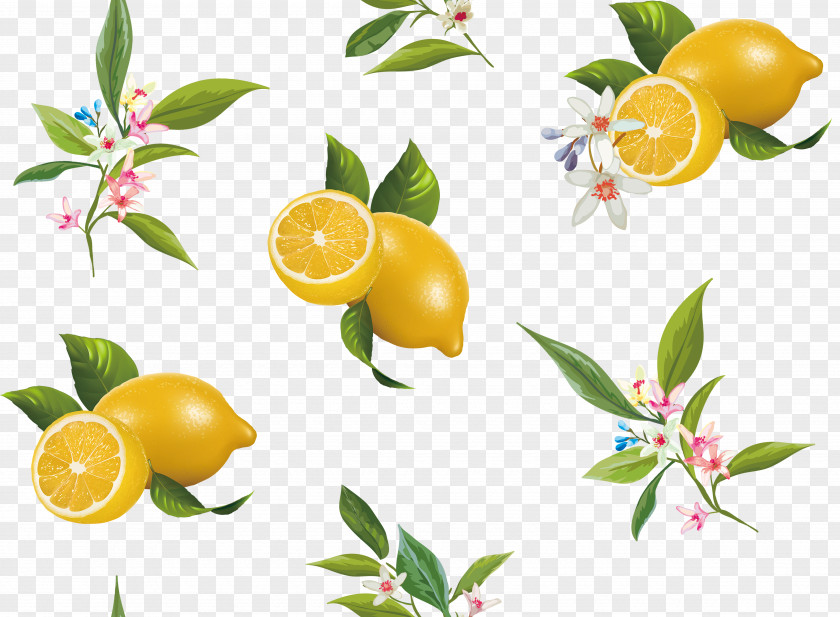 Sweet Oranges Lemon Bitter Orange Citrus Junos PNG