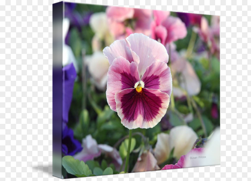 Violet Pansy Annual Plant Tile Coasters PNG