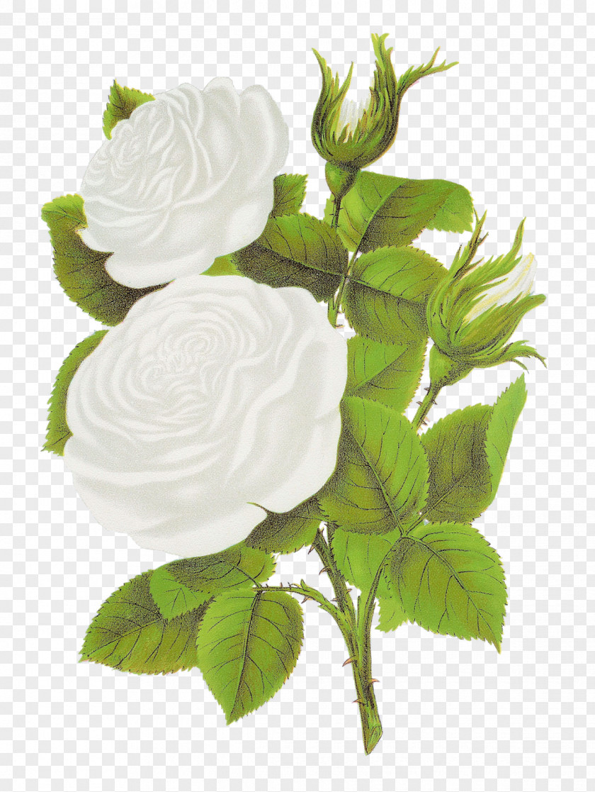 White Roses Rose Flower Clip Art PNG