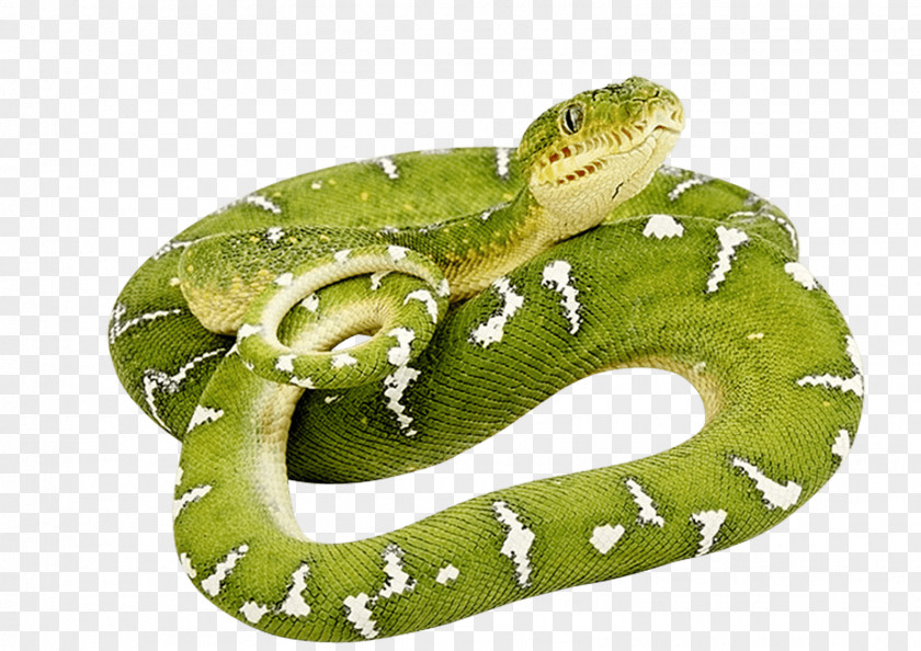 Green Snake Image Smooth Clip Art PNG