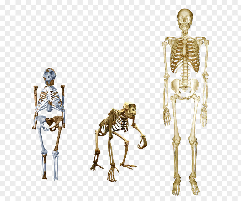 Skeleton Chimpanzee Homo Sapiens Australopithecus Afarensis Human Lucy PNG