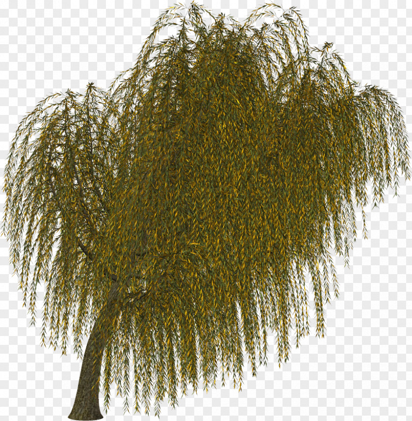 Tree Branch Twig Evergreen Leaf PNG