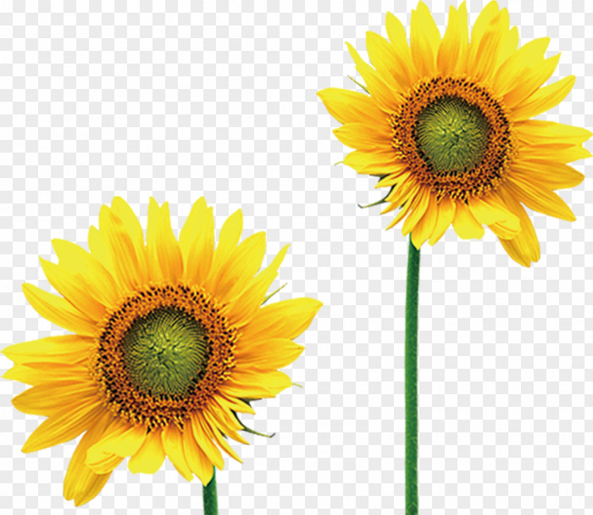 Yellow Stickers Sunflower Common Image Clip Art Vector Graphics PNG